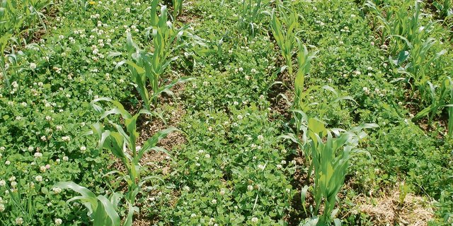Eine Leguminosen-Untersaat im Mais bewährt sich besser als eine Raigras-Mischung. (Bild Hansueli Dierauer)
