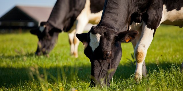 Das giftige PCB kann noch im Boden nachgewiesen werden. Durch Bodenaufnahme gelangt es ins Tier. (Bild Adobe Stock)