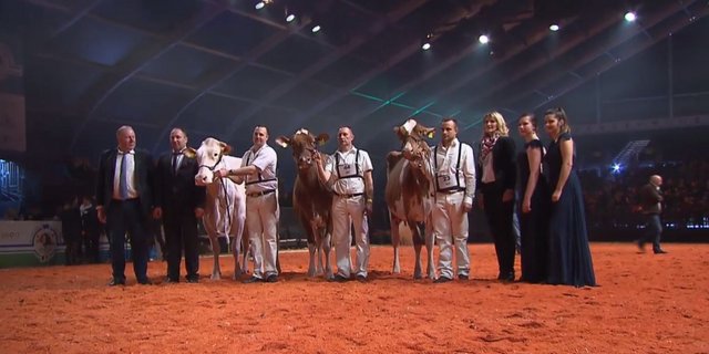 Die Grande Champion Pastique, die Reserve Armani Brook und die Mention Lotus Barbalala (v. l. n. r.). 