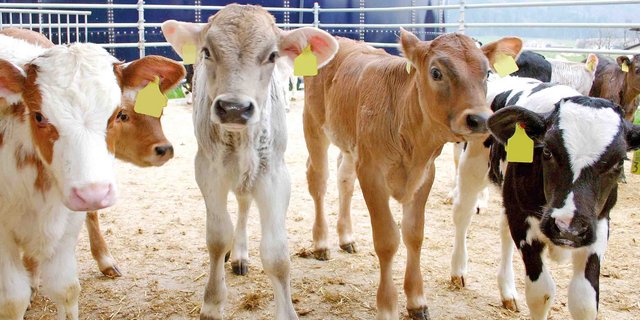 Die Kälbermäster schauen dem neuen Regime gelassen entgegen, die  Präsenz des Tierarztes beim Einstallen sei zu begrüssen. (Bild BauZ)