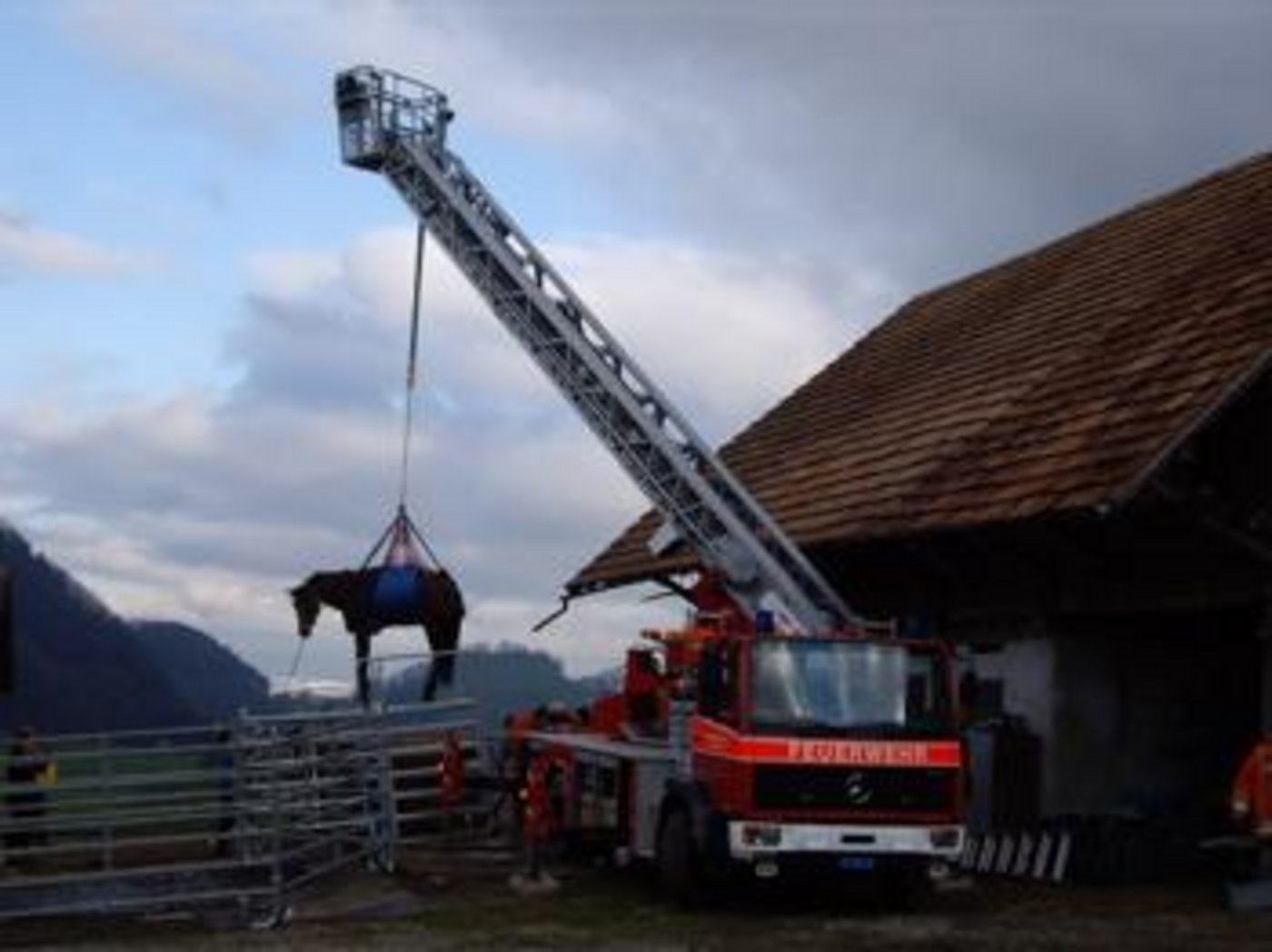 Immer wieder verunfallen Grosstiere in Mist- oder Jauchgruben. Hier ein Bild einer Bergung in Ennetmoos NW. (Bild Grosstier-Rettungsdienst)