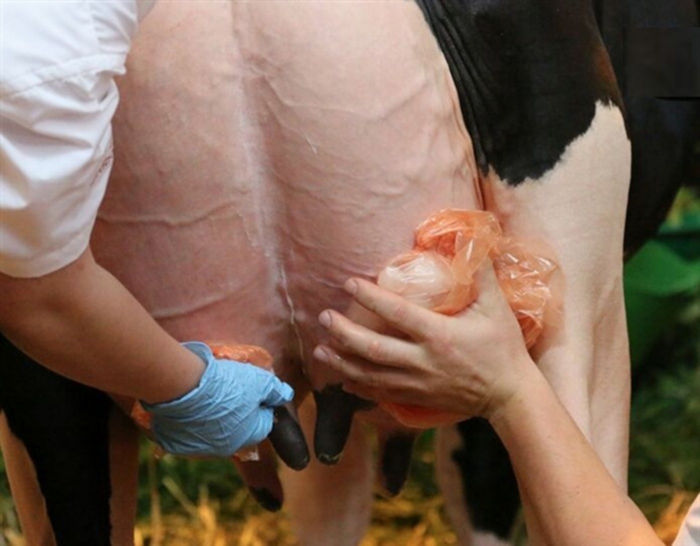 Das Verkleben der Zitzen könnte aufgrund einer Motion verboten werden. Der Bundesrat empfiehlt diese zur Annahme. (Bild zVg) 