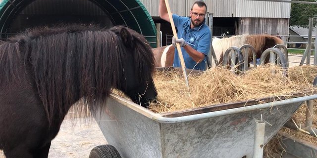 Beat Haslimeier verteilt das Heu, das zuvor während 45 Minuten bedampft wurde. Fütterungsversuche zeigten, dass es nicht nur die gesundheitlichen Problemen von Heuallergiker-Pferden löst, sondern den Tieren auch gut schmeckt. (Bild: JW)