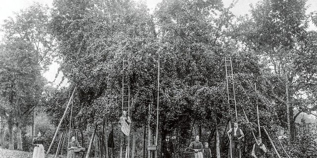 Vor dem «Baummord»: Eine Thurgauer Grossfamilie posiert bei der zeit- und materialaufwendigen Obsternte vor einem ihrer Hochstammbäume 