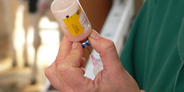 Für Informationen über die verschiedenen zugelassenen Impfstoffe und deren Verfügbarkeit können die BestandestierärztInnen kontaktiert werden.