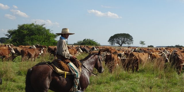 Eine Kuhherde, begleitet von einem Gaucho, in Argentinien. (Symbolbild Pixabay)
