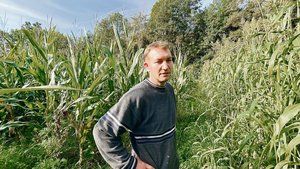 Links von Thomas Tan Links von Thomas Tanner ist das Feld mit dem Mais-Bohnen-Gemenge, rechts wächst Sudangras, das Tanner nach der Gerste gesät hat.