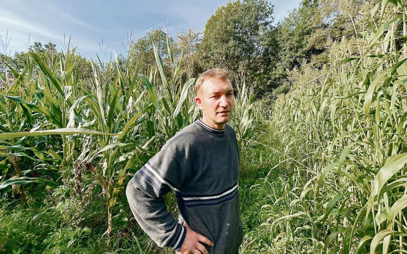 Links von Thomas Tanner ist das Feld mit dem Mais-Bohnen-Gemenge, rechts wächst Sudangras, das Tanner nach der Gerste gesät hat. 