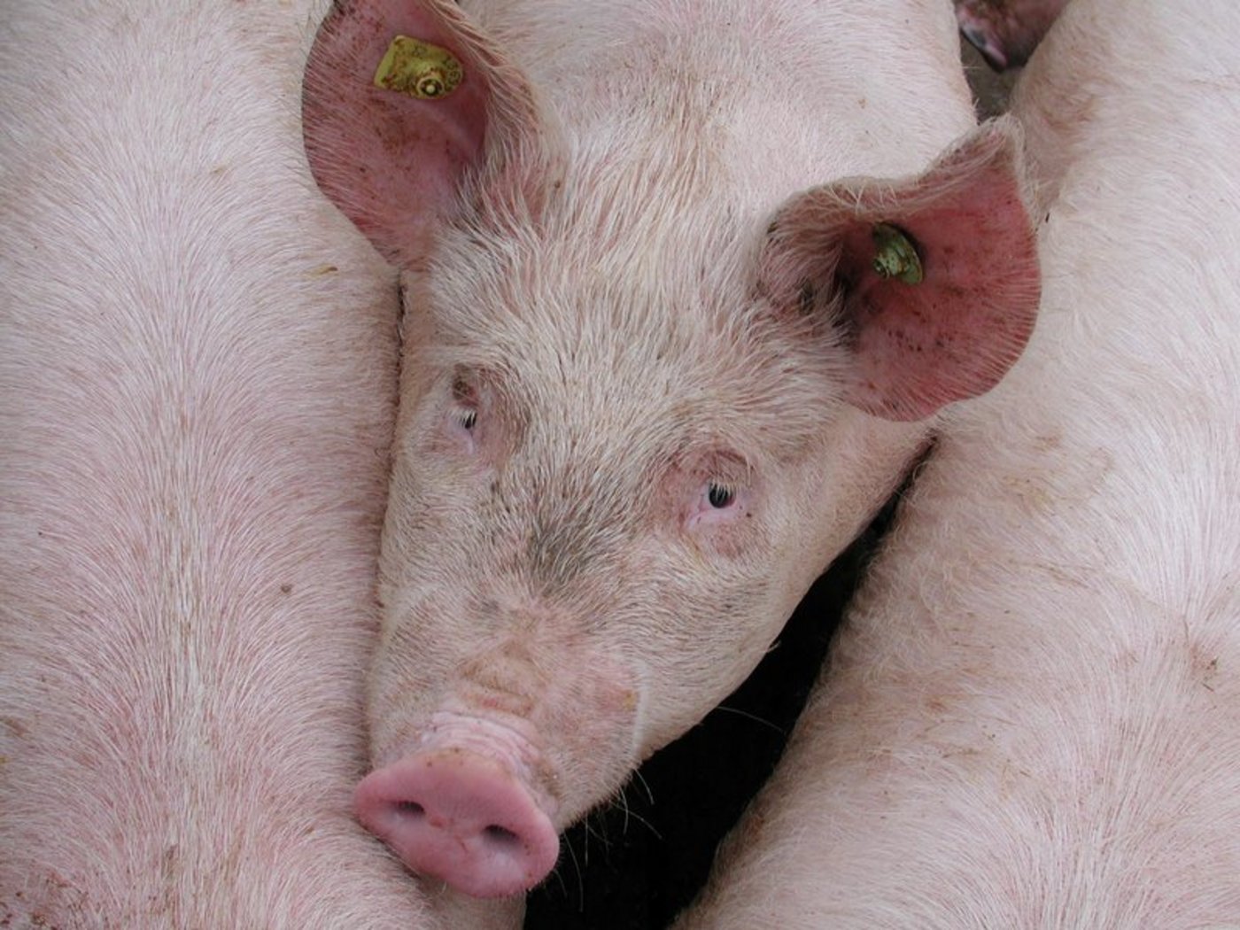 Micarna und IP-Suisse wollen  Tiergesundheit und die Qualität unserer Schweineproduktion langfristig sicherstellen. (Bild BauZ)