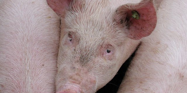 Micarna und IP-Suisse wollen  Tiergesundheit und die Qualität unserer Schweineproduktion langfristig sicherstellen. (Bild BauZ)