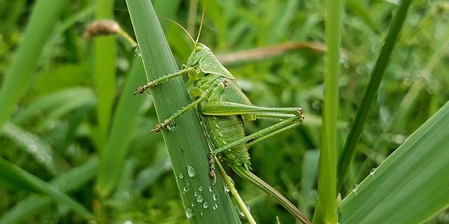 Das geplante Glyphosatverbot ist Teil eines Aktionsplans zum Schutz der Insekten. (Bild Pixabay)