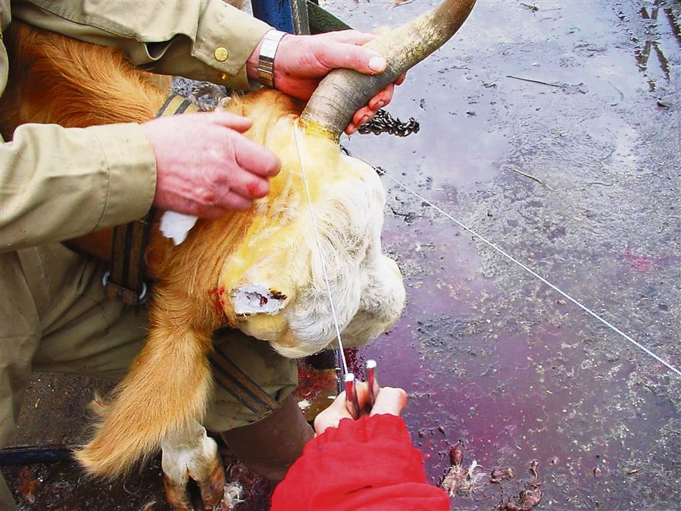 So wird eine Kuh enthornt: Das rechte Horn ist entfernt und die offene Stirnhöhle erkennbar. Das linke Horn wird mit Hilfe eines Sägedrahtes entfernt. (Bild Vet. Suisse Fakultät)