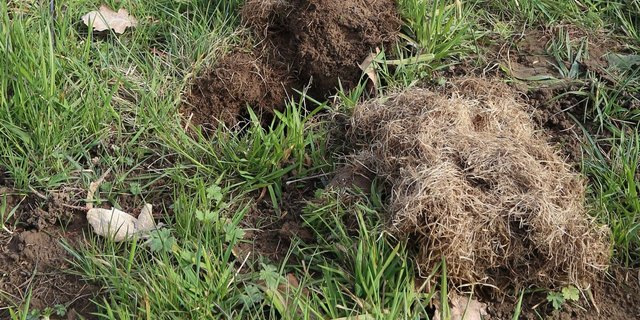 Mäuse können in der Landwirtschaft grossen Schaden verursachen. (lid)