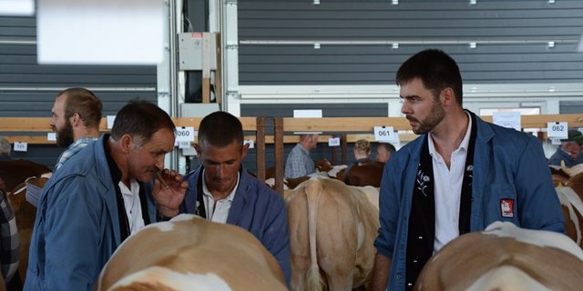 Der Zuchtstiermarkt in Thun findet trotz der Corona-Pandemie statt, wird dieses Jahr aber anderes aussehen, als in den Vorjahren. (Archivbild sb)