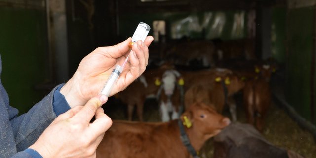 Schweizer Landwirte kauften illegal bei einem Tierarzt aus Frankreich Antibiotika ein. (Symbolbild Aline Küenzi)