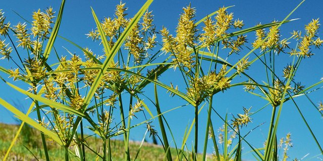 Erdmandelgras weitet sich immer mehr aus. In Luzern und Aargau ist das Problemkraut meldepflichtig. (Bild Heiri Hebeisen)