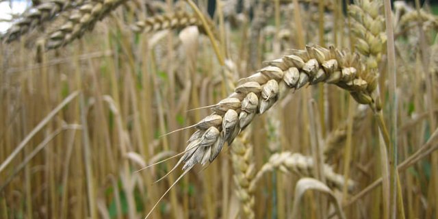 Trotz Deklassierung erhalten die Produzenten die üblichen Preise für Brotgetreide. (Bild lid)