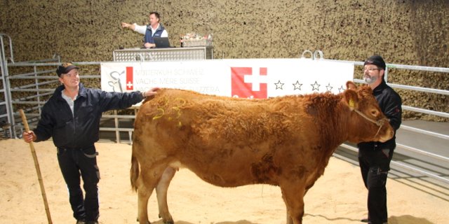 Die teuerste Tier des Abends war «Carmela», ein hochträchtiges Limousin-Rind von der Besitzerin Monika Wittwer aus Emdthal. (Bild Hans Rüssli)