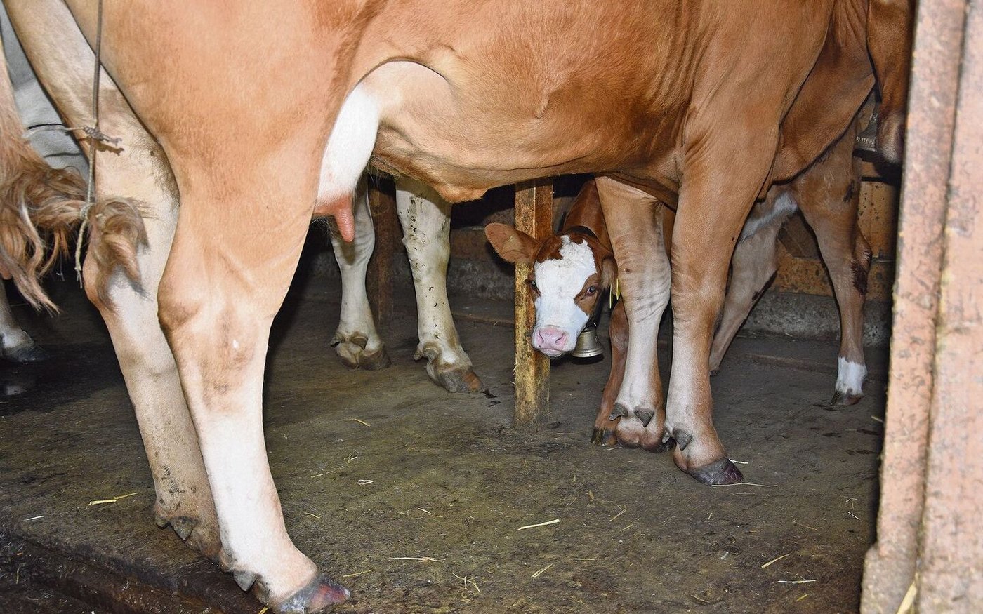 Wer guckt denn da? Einige Alpen sind eher klein und werden nur noch mit ein paar Mutterkühen bestossen. 