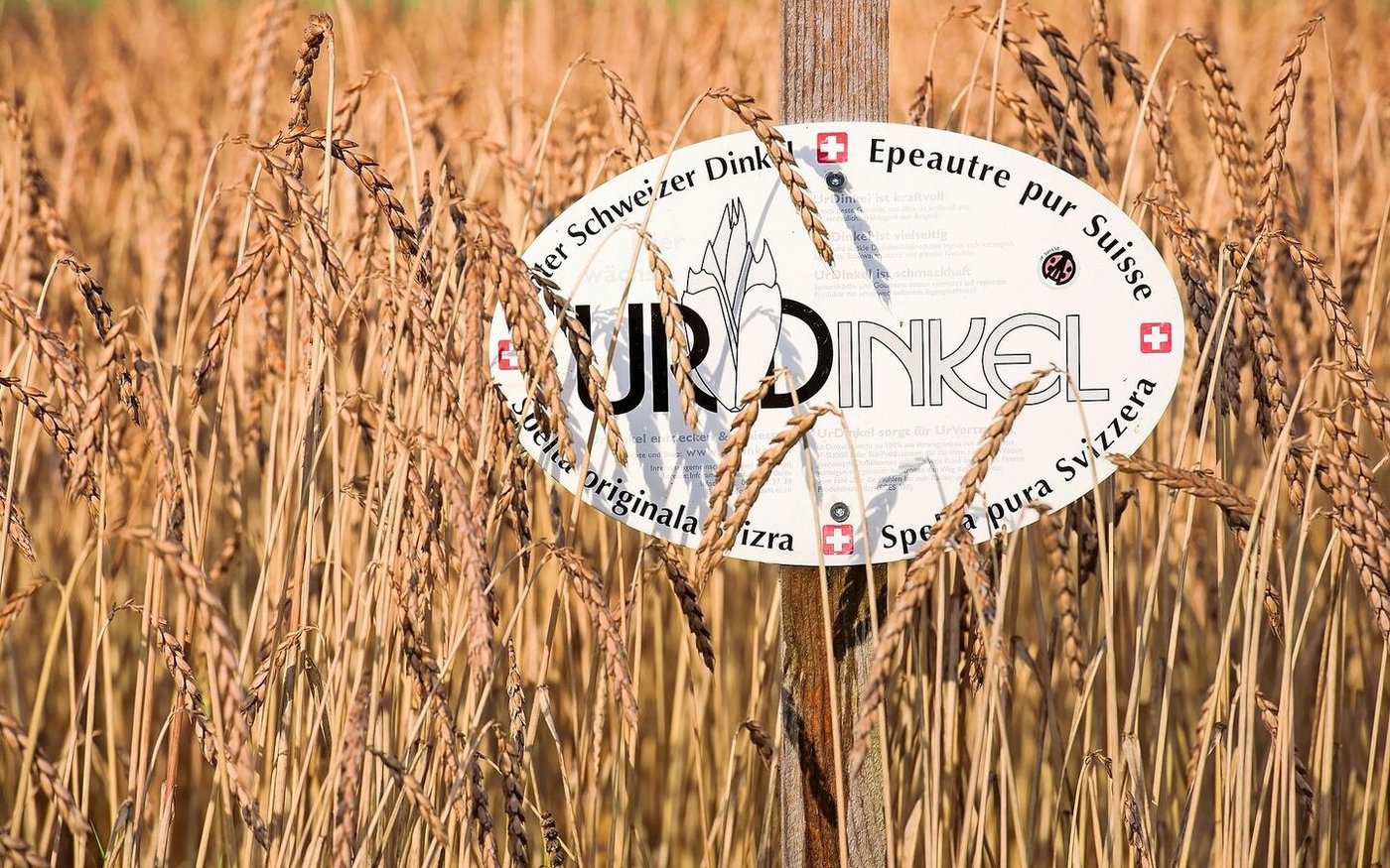 Dinkel wird auch in der Zentralschweiz häufig angebaut. Die Produkte aus Urdinkel sind gut gefragt.