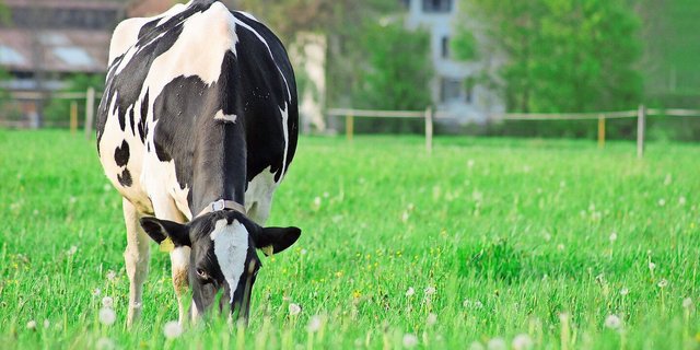 Passion für die Tierhaltung spielt auf Schweizer Familienbetrieben eine grosse Rolle – auch, was die Kosten angeht. 