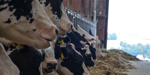 Die Milchmarktlage in der EU hat sich zum ersten Mal seit Aufhebung der Milchquote stabilisiert. (Bild hja)