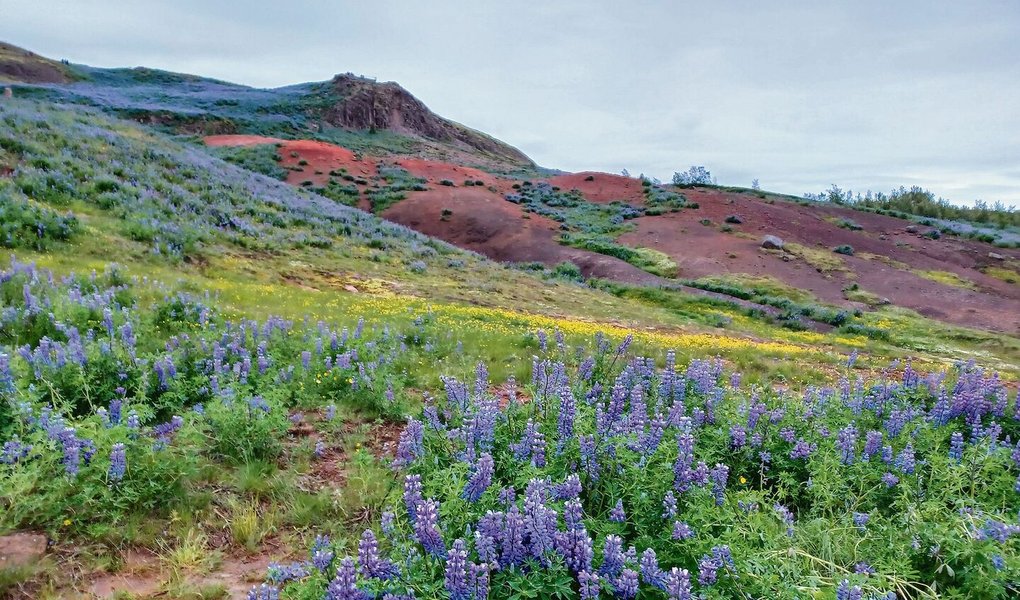 Bodenerosion ist zunehmend ein Problem in Island. Um des Problems Herr zu werden, hat man im 20. Jahrhundert fremde Pflanzen eingeführt, darunter die Alaska-Lupine. Das fremde Gewächs sorgt nun für überraschende Farbtupfer in der isländischen Landschaft. 