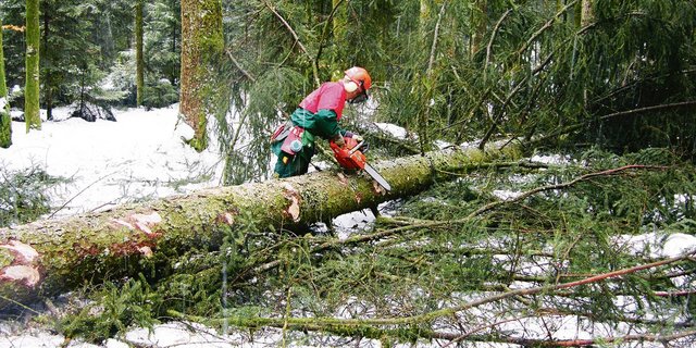 Eine gute Schutzausrüstung ist ein Muss für die Arbeiten im Wald. Viele Unfälle passieren beim Fällen der Bäume.(Bild BauZ)