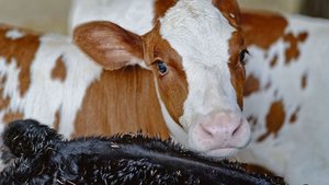 Die Kälber gehen bei Die Kälber gehen beim Stallbau nicht selten vergessen. IP-Suisse und die Vetsuisse Fakultät planen daher ein Folgeprojekt zum «Freiluftkalb».