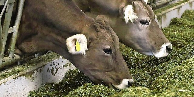 Das hohe Tierwohl und die raufutterbetonte Fütterung in der Mutterkuhhaltung beissen sich mit einer Methanausstoss-Minderung, war an der Regionaltagung von Mutterkuh Schweiz zu erfahren.
