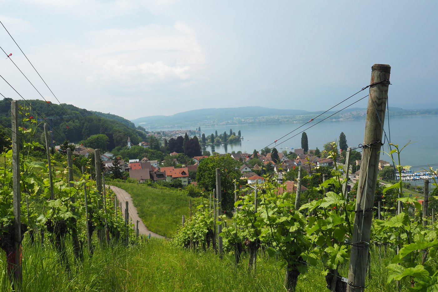 Blick durch den Rebberg des BBZ Arenenberg auf den Untersee. Die Region, in der das PRE-Projekt realisiert werden soll, besticht durch ihre landschaftliche Schönheit. (Bild Christian Weber)