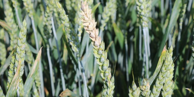 Bei einem Befall mit Fusarium graminearum  kann die Ernte mit Mykotoxinen belastet werden. (Bild Agroscope/Drakopoulos D.)