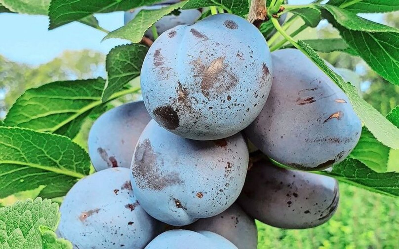 Zwetschgen am Baum. Auch diese Früchte müssen wegen zunehmenden Krankheiten immer mehr geschützt werden. Das verteuert die Produktion. 