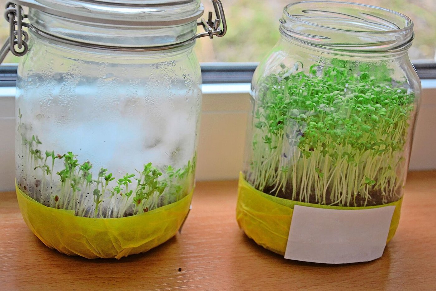 Im geschlossenen Glas zeigt der Kressetest ein anderes Bild als dort, wo durch den offenen Deckel Luftaustausch stattfindet. 