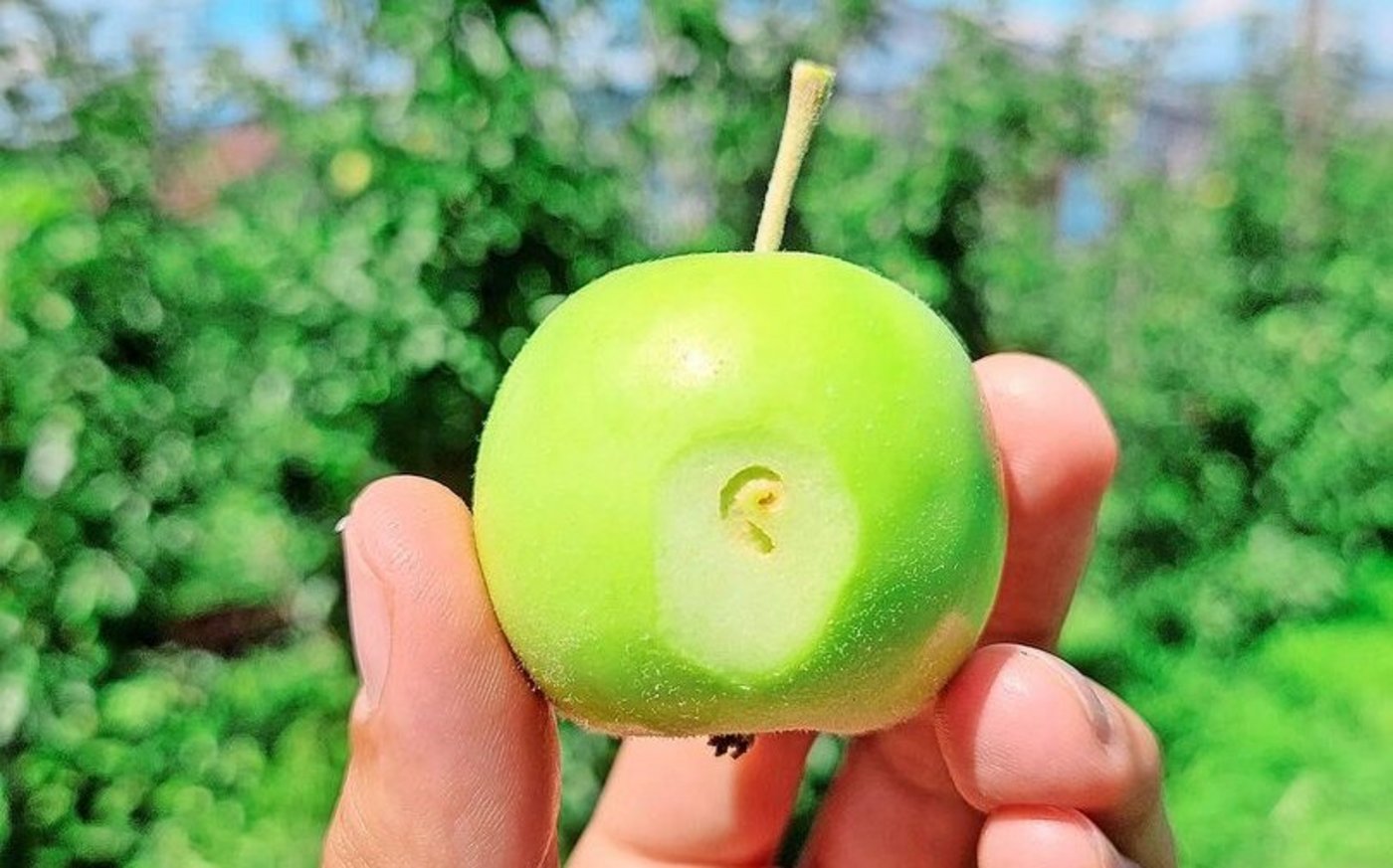 Die Raupen legen beim Einbohren in die Frucht einen typischen, spiralförmigen Gang unter der Fruchtoberfläche an.