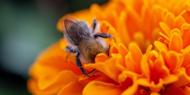 Eine Wildbiene an der Arbeit. Ihr Einsatz kann auch im Erwerbsobstbau genutzt werden. (Bild Pexels)