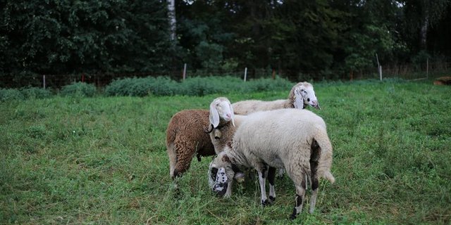 Eine Professionalisierung von Schweizer Schafbetrieben würde dank Produktion vor Ort mit lokalen Ressourcen der Schweizer Landwirtschaft mehr Wertschöpfung bringen. (Bild lid)