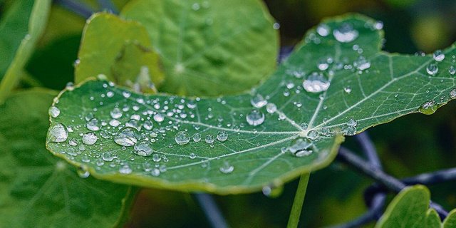 Das Blatt der Kapuzinerkresse hat an der Oberseite feine Noppen. Daran bleiben Tau- und Regentropfen haften.