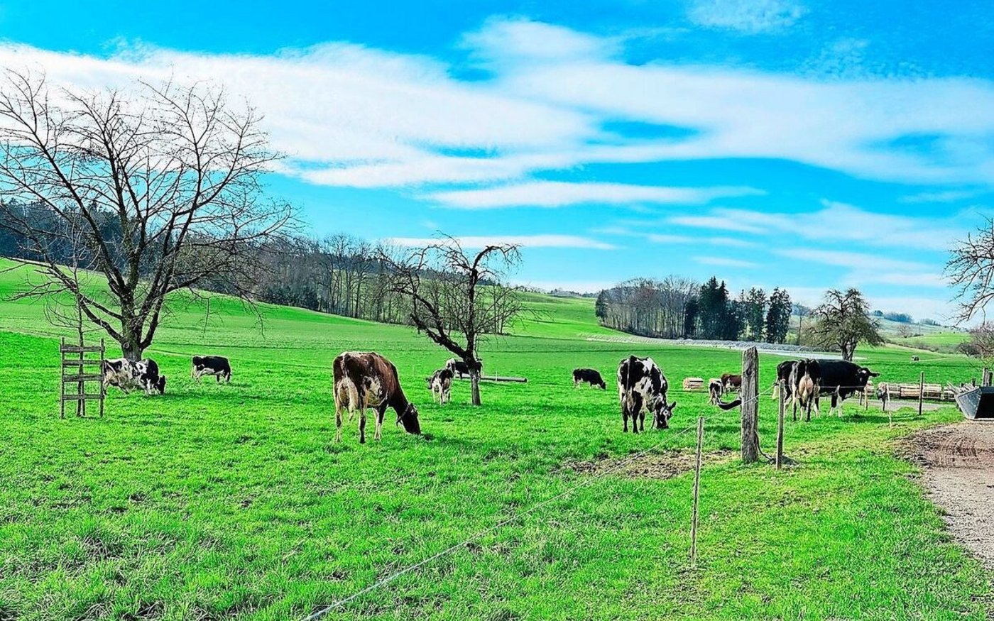 Der Mineralstoffgehalt von Weidefutter kann stark variieren. Regelmässige Futter-Analysen helfen, Mängel frühzeitig zu erkennen und gezielte Massnahmen einzuleiten.     
