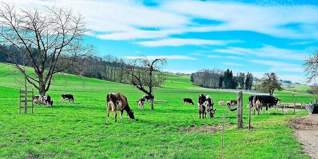 Der Mineralstoffgehalt von Weidefutter kann stark variieren. Regelmässige Futter-Analysen helfen, Mängel frühzeitig zu erkennen und gezielte Massnahmen einzuleiten.     