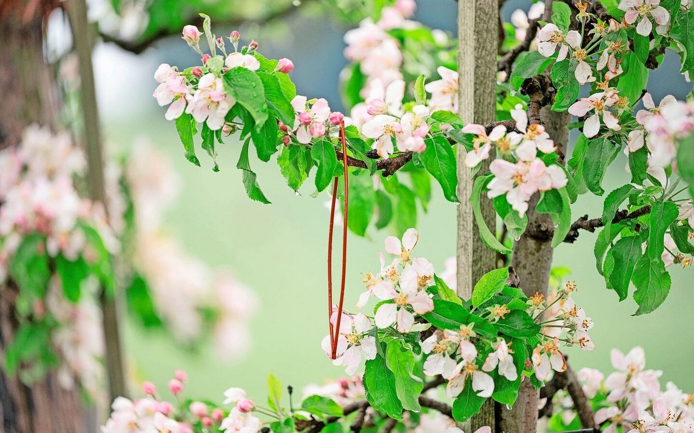 Verwirrungstechnik im Obstbau wird immer mehr eingesetzt – nicht nur bei Äpfeln wie auf dem Bild, sondern auch in Zwetschgenanlagen. Je nach Witterung ist die Bekämpfung mehr oder weniger wirksam.