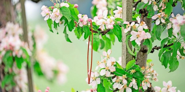 Verwirrungstechnik im Obstbau wird immer mehr eingesetzt – nicht nur bei Äpfeln wie auf dem Bild, sondern auch in Zwetschgenanlagen. Je nach Witterung ist die Bekämpfung mehr oder weniger wirksam.
