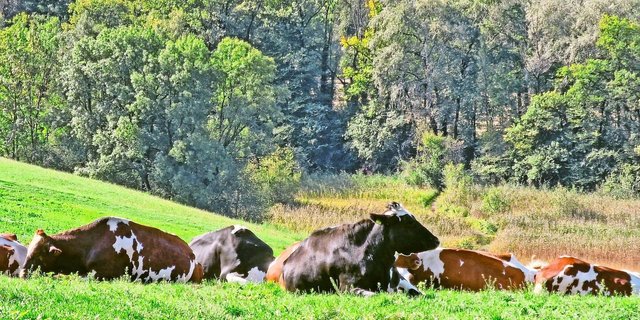 Es ist ruhig geworden auf dem Grünen Teppich – auch, was die weitere Ausgestaltung betrifft. Es sei zu früh für einen weiteren Ausbau. Ein Grund sei der zusätzliche administrative Aufwand.  