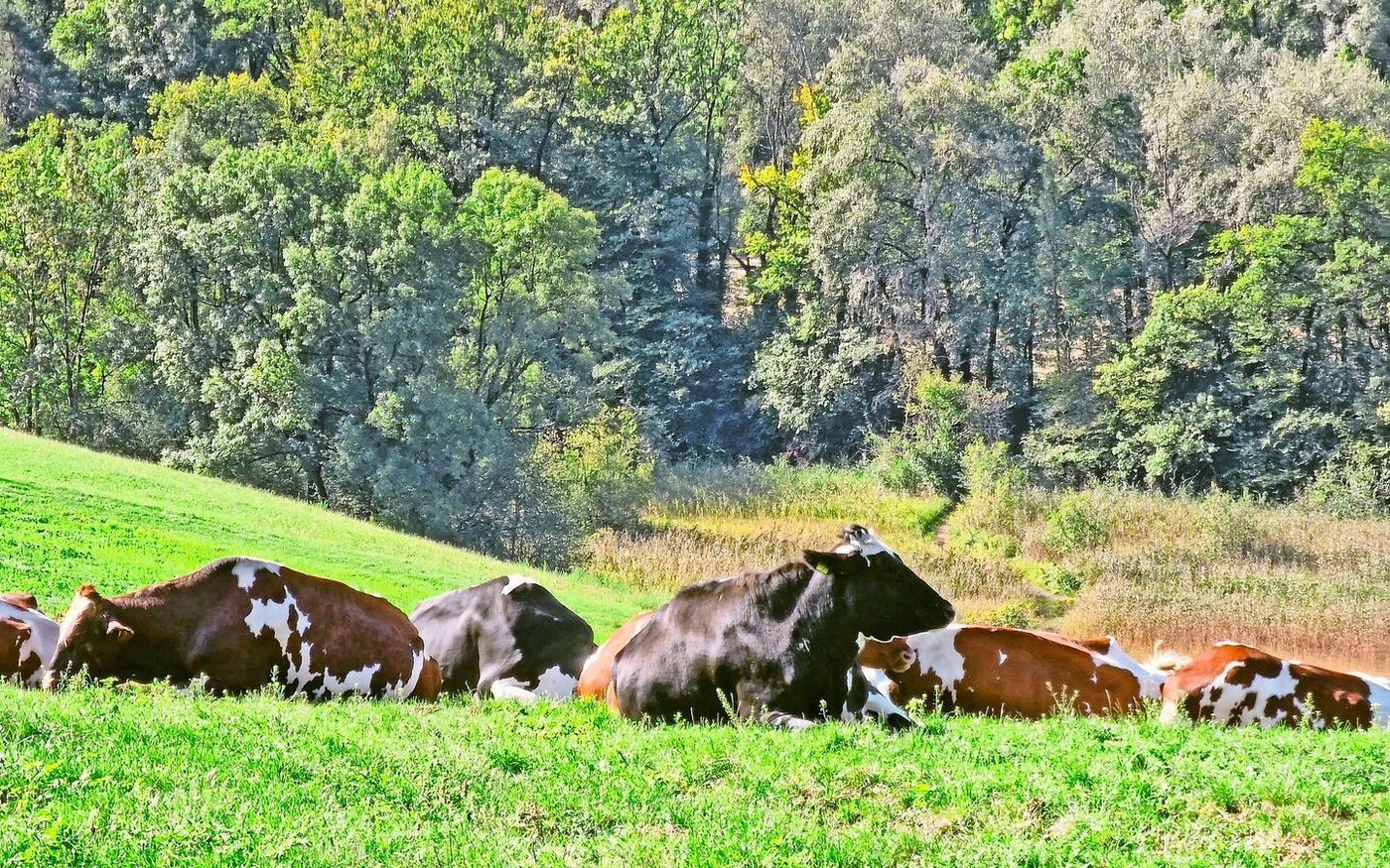 Es ist ruhig geworden auf dem Grünen Teppich – auch, was die weitere Ausgestaltung betrifft. Es sei zu früh für einen weiteren Ausbau. Ein Grund sei der zusätzliche administrative Aufwand.  