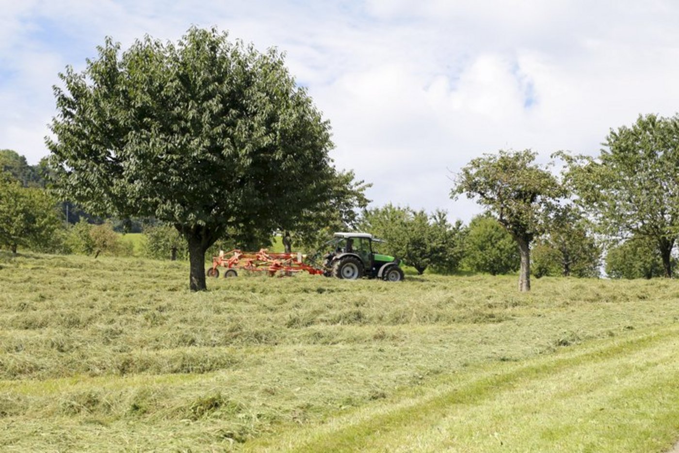 2011 gelang bei der Anzahl der Hochstammbäume die Trendwende. (Bild mw)