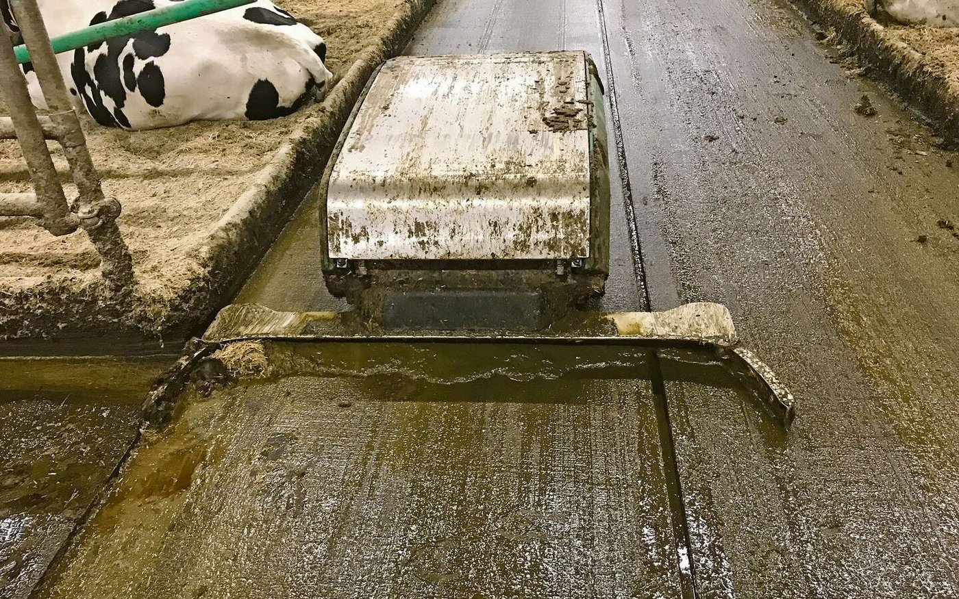 Die ersten Entmistungsroboter konnten nur Mist schieben, nun gibt es welche, die auch sammeln können. Bei einer Variante aus Österreich sind Harn und Kot bereits trennbar.