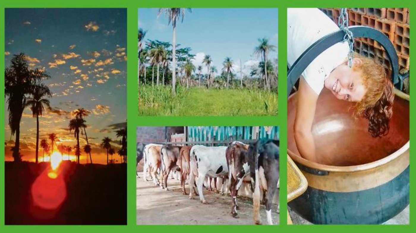 Die Impressionen aus Paraguay muten exotisch an, Vieh und Putzaktion sind aber ein vertrauterer Anblick. (Bilder Michelle Huber)