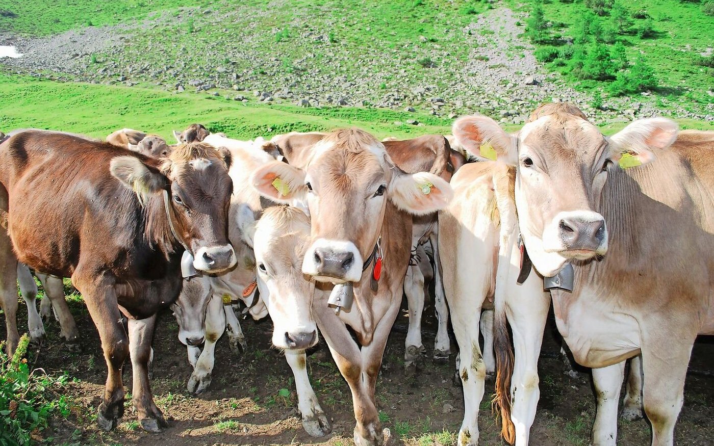 Viele Tiere aus verschiedenen Betrieben: Auf Sömmerungen und Gemeinschaftsweiden besteht ein erhöhtes BVD-Risiko. 