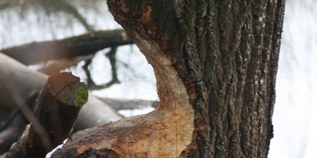 Die Biber im Pfynwald leben ungestört, das Siedlungsgebiet liegt weiter weg. Daher gibt es keine Konflikte. (Symbolbild aw)
