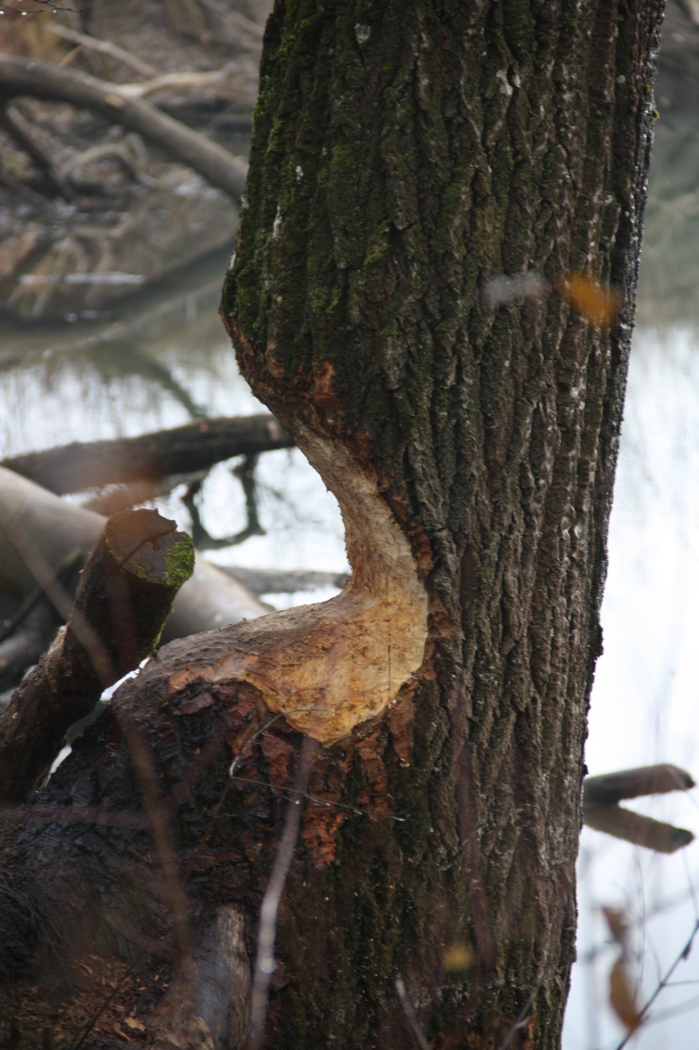 Die Biber im Pfynwald leben ungestört, das Siedlungsgebiet liegt weiter weg. Daher gibt es keine Konflikte. (Symbolbild aw)